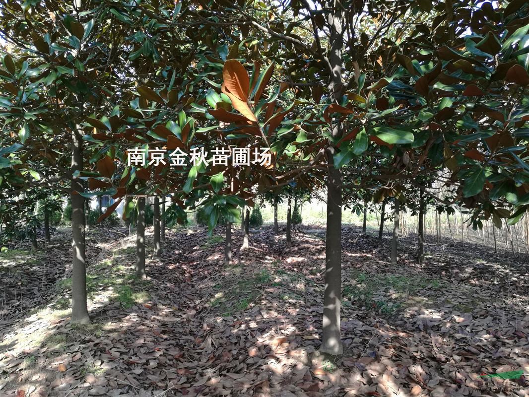 胸徑10/12公分廣玉蘭裝上車價格