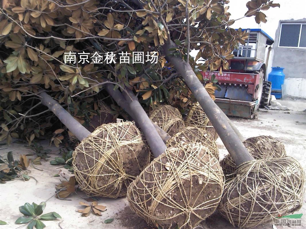 胸徑10/12公分廣玉蘭裝上車價格