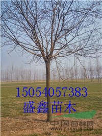 明年4公分櫻花價(jià)格便宜