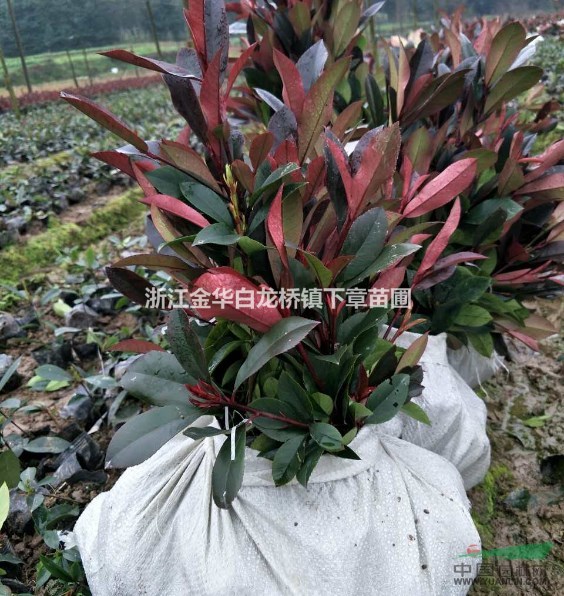 浙江金華農(nóng)戶直銷紅葉石楠小苗圃求購(gòu)2018年新苗報(bào)價(jià)格批發(fā)網(wǎng)