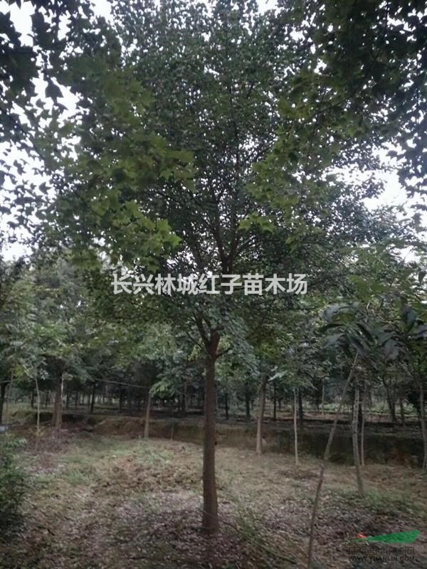 浙江长兴林城提供三角枫10-18公分量大