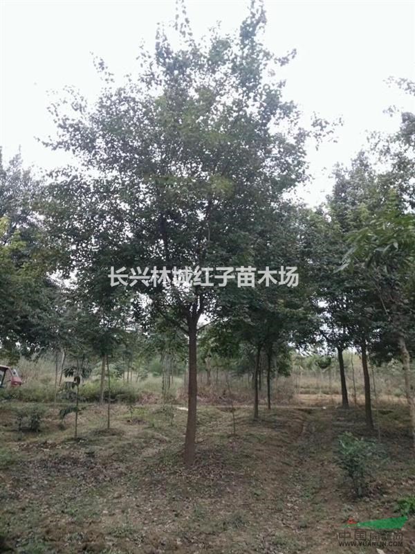 浙江长兴林城提供三角枫10-18公分量大