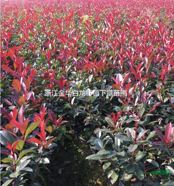 60高大杯苗2019新紅葉石楠批發(fā)價(jià)格是多少采購價(jià)小苗基地圖