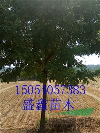 2017年3公分泡桐基地