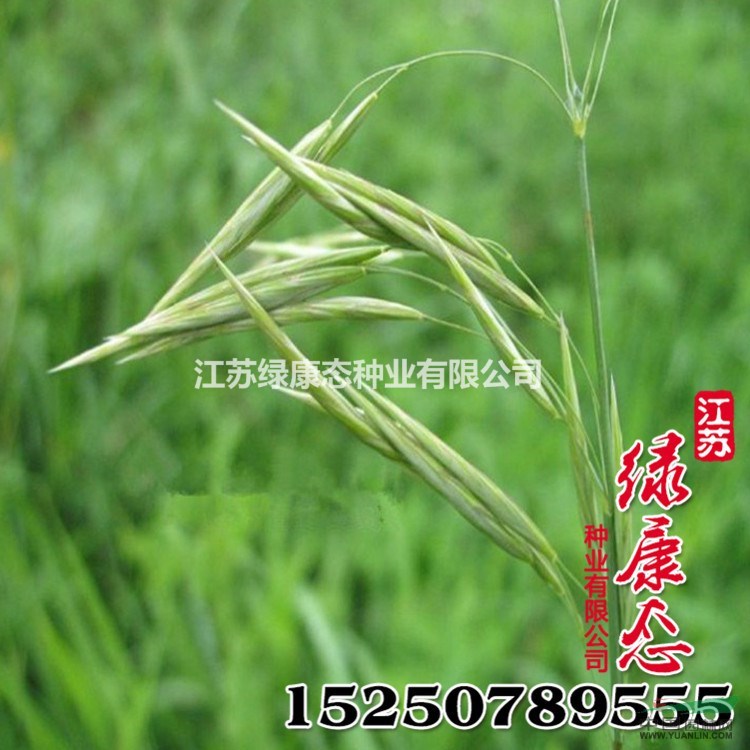 批發(fā)供應(yīng)牧草種子 無芒雀麥種子 發(fā)芽率高 品種全 無芒雀麥牧