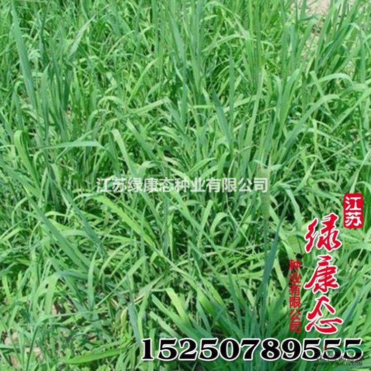 批發(fā)供應(yīng)牧草種子 無芒雀麥種子 發(fā)芽率高 品種全 無芒雀麥牧