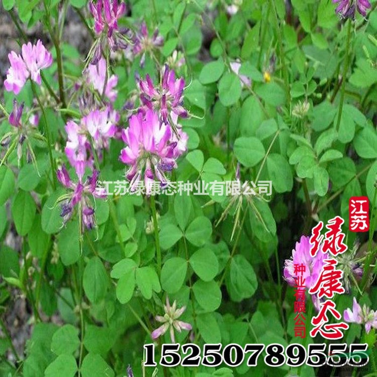 批發(fā)優(yōu)質(zhì)牧草種子 紫云英種子 優(yōu)良畜禽飼料 高產(chǎn)易種植 觀花