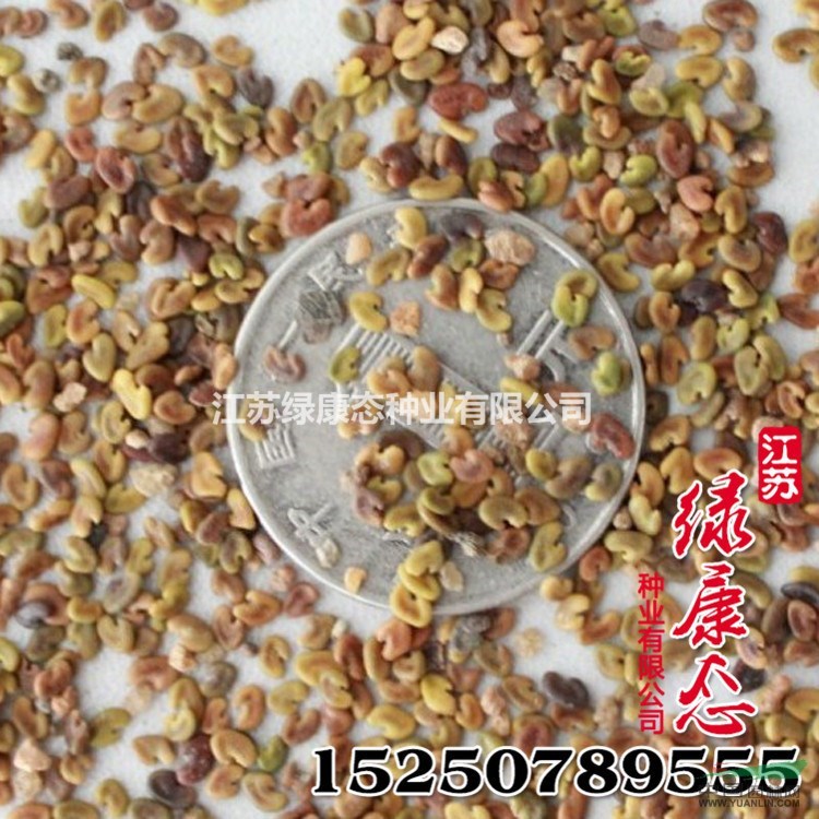 批發(fā)優(yōu)質(zhì)牧草種子 紫云英種子 優(yōu)良畜禽飼料 高產(chǎn)易種植 觀花