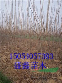 山東4公分五角楓價格便宜