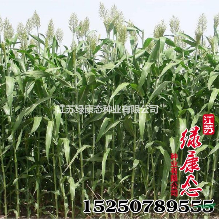 批發(fā)甜高粱草種 飼用甜高粱 養(yǎng)羊?qū)Ｓ酶弋a(chǎn)牧草型甜高粱草種 舉