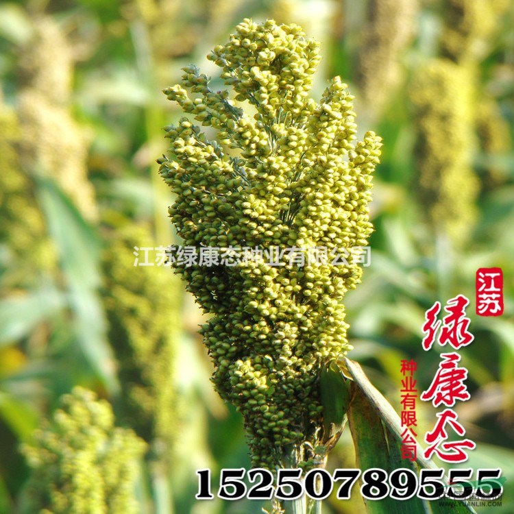 批發(fā)甜高粱草種 飼用甜高粱 養(yǎng)羊?qū)Ｓ酶弋a(chǎn)牧草型甜高粱草種 舉