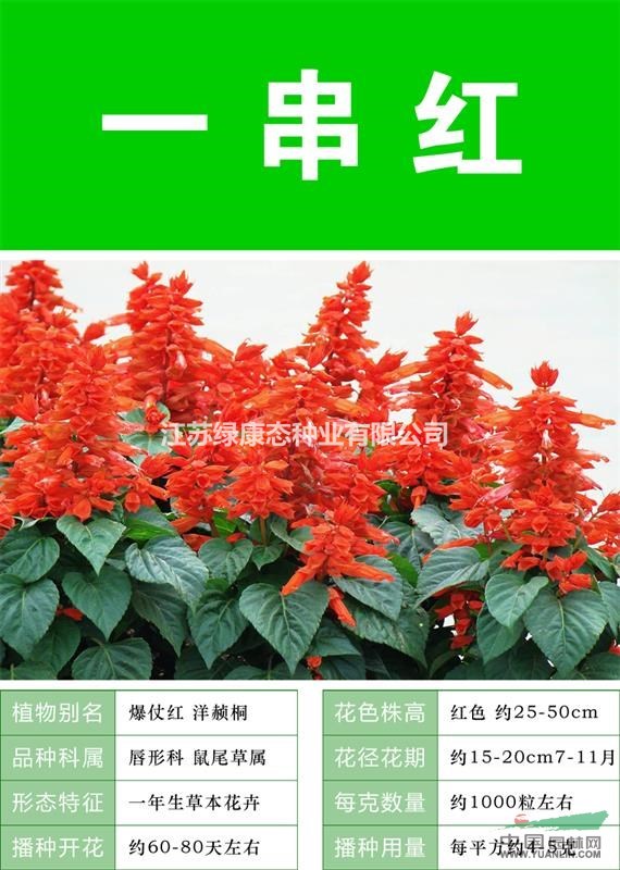 打造花海 農(nóng)家樂 旅游觀光 四季花海必備精品  一串紅