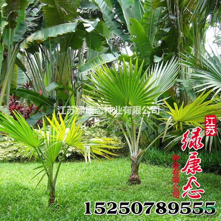 新采棕櫚種子批發(fā) 質(zhì)量保證 優(yōu)質(zhì)林木種子 品種全 發(fā)芽率高棕