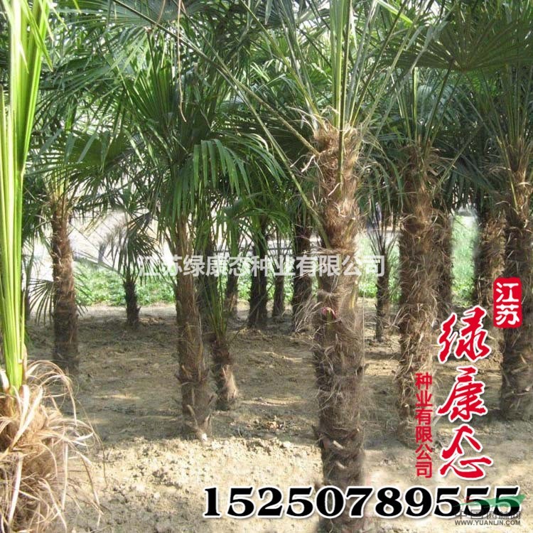 新采棕櫚種子批發(fā) 質(zhì)量保證 優(yōu)質(zhì)林木種子 品種全 發(fā)芽率高棕