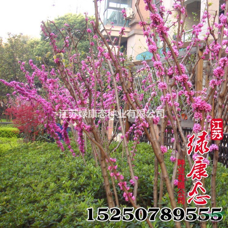 批發(fā)供應(yīng)林木種子 紫荊種子 品種齊全 發(fā)芽率高 紫荊樹種子