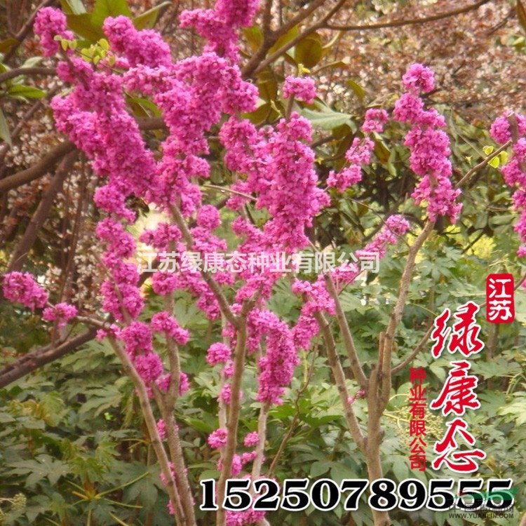 批發(fā)供應(yīng)林木種子 紫荊種子 品種齊全 發(fā)芽率高 紫荊樹種子