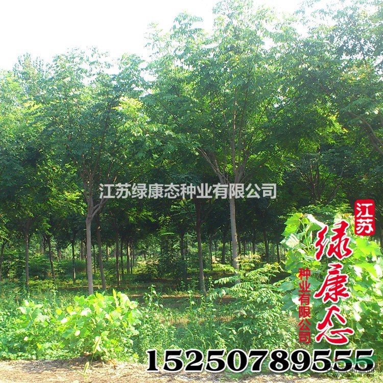 批发供应林木种子 北京栾树种子 颗粒饱满 栾树 品种全 园林