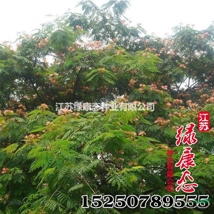 新采合歡種子 庭院觀花林木種子 優(yōu)質(zhì)紅花合歡樹種子 品種