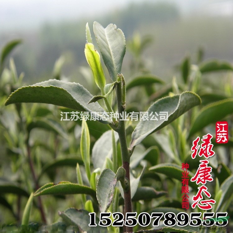 新采茶樹(shù)種子批發(fā) 發(fā)芽率高 優(yōu)質(zhì)林木種子 品種全 顆粒飽滿(mǎn) 