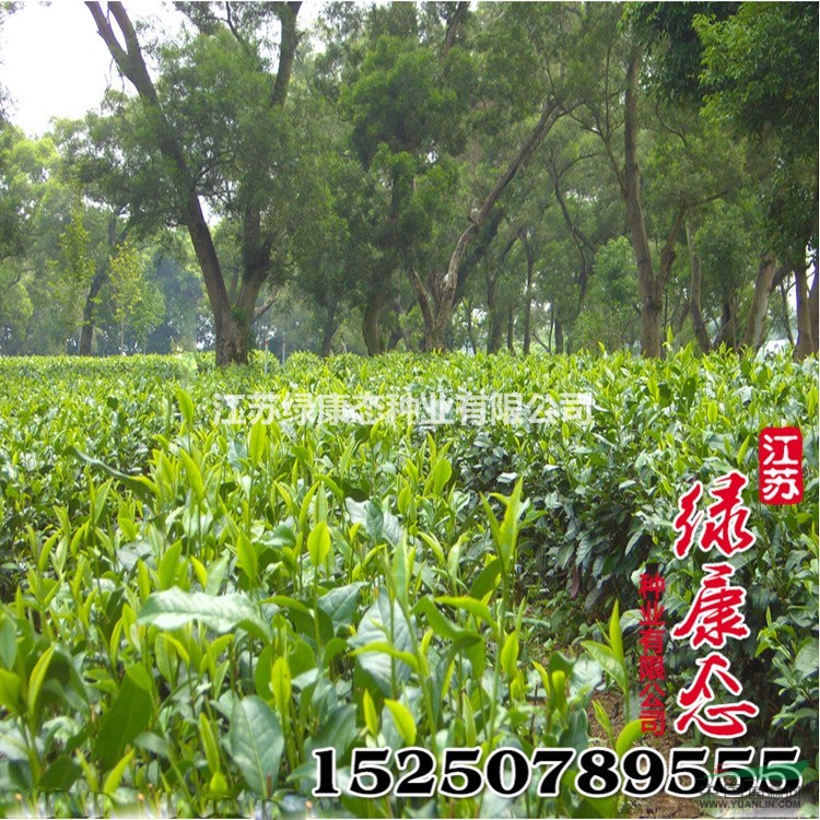 新采茶樹(shù)種子批發(fā) 發(fā)芽率高 優(yōu)質(zhì)林木種子 品種全 顆粒飽滿(mǎn) 