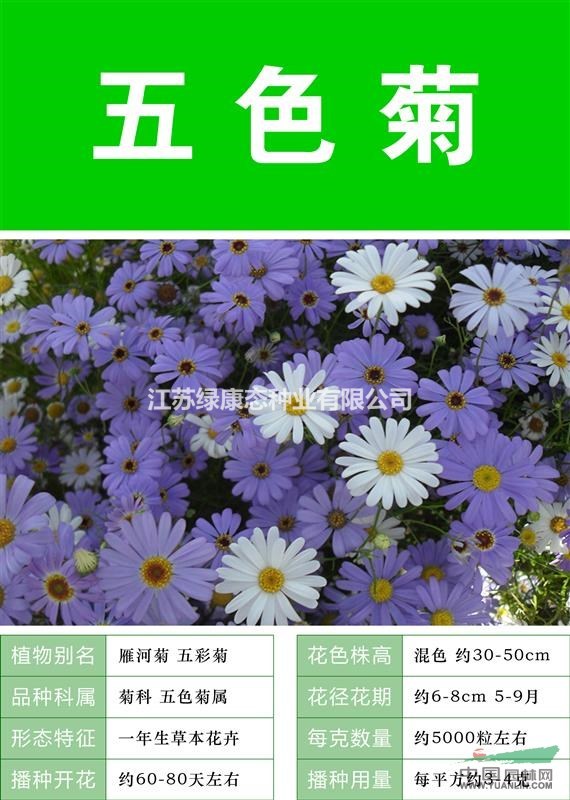 打造花海 農(nóng)家樂 旅游觀光 四季花海必備精品 五色菊