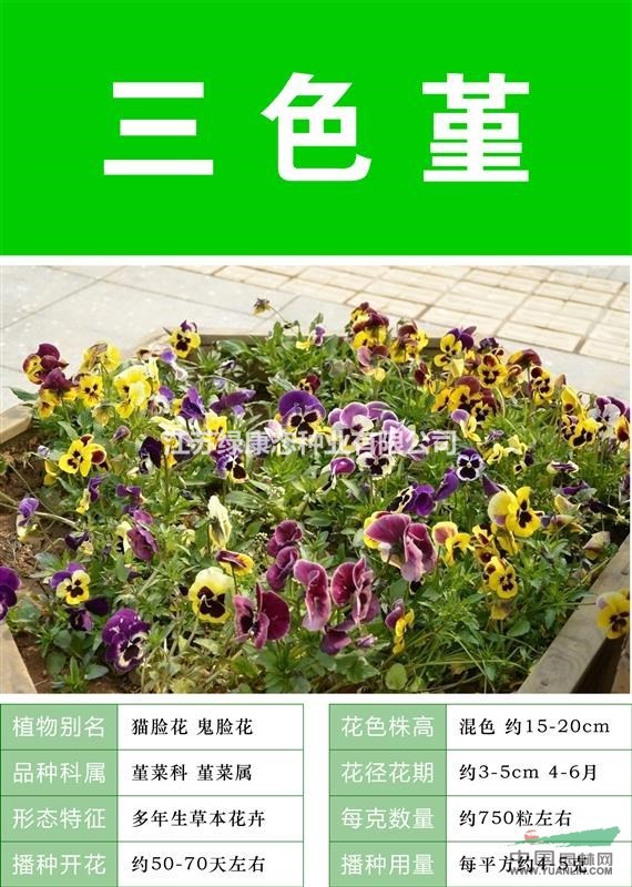 打造花海 農(nóng)家樂 旅游觀光 四季花海必備精品三色堇