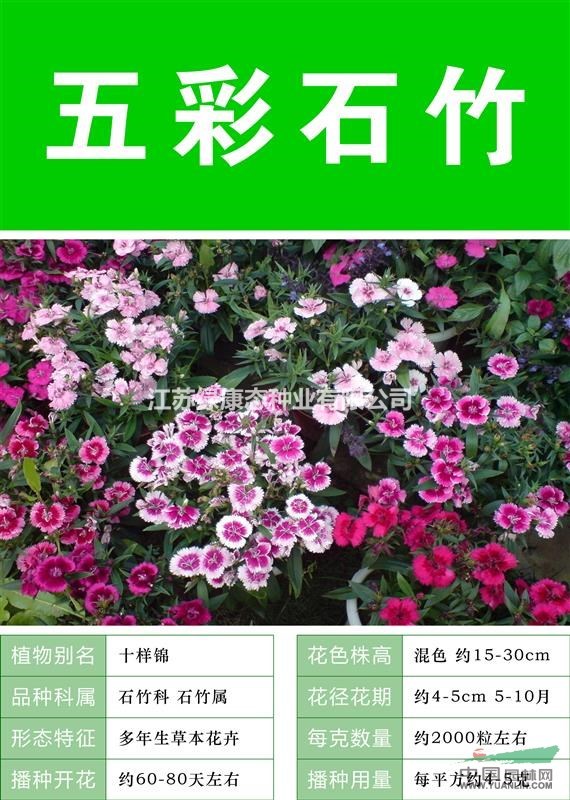打造花海 農(nóng)家樂 旅游觀光 四季花海必備精品五彩石竹