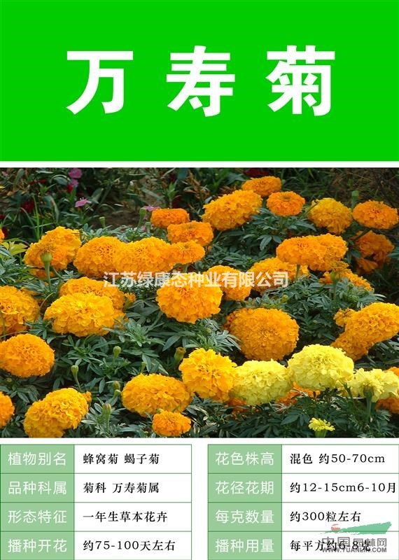 打造花海 農(nóng)家樂 旅游觀光 四季花海必備精品萬壽菊