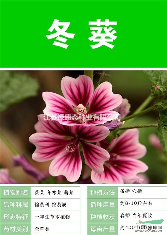 打造花海 農(nóng)家樂 旅游觀光 四季花海必備精品冬葵