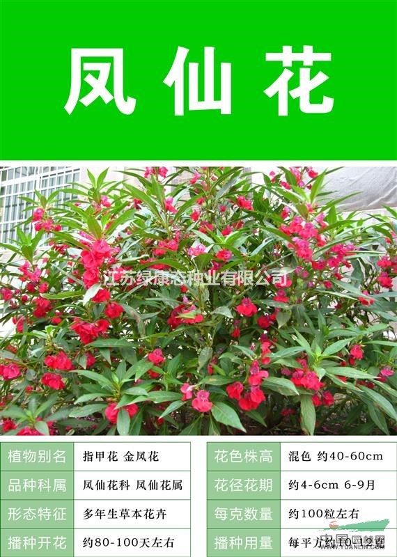 打造花海 農(nóng)家樂(lè) 旅游觀光 四季花海必備精品 鳳仙花