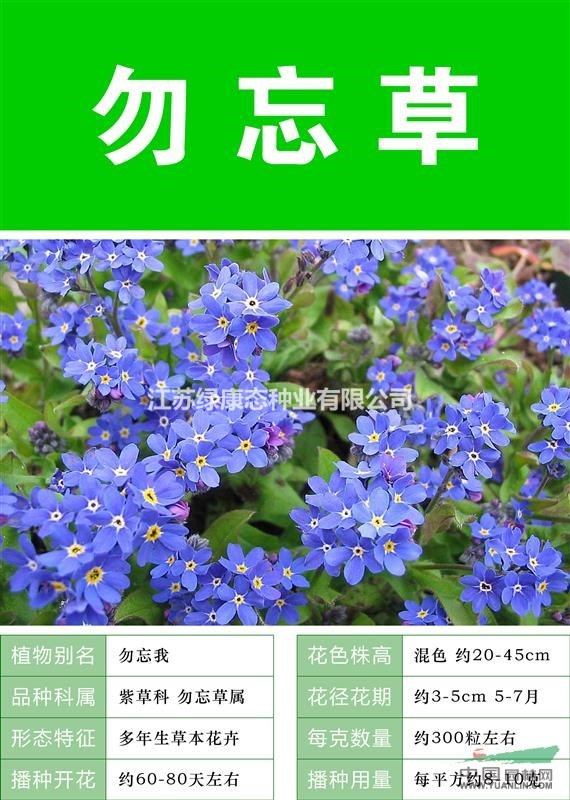 打造花海 農家樂 旅游觀光 四季花海必備精品勿忘草
