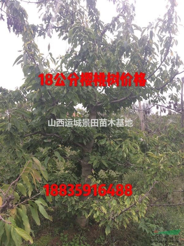 哪里櫻桃樹多？山西櫻桃樹種植基地在哪里？占地櫻桃樹多少錢？