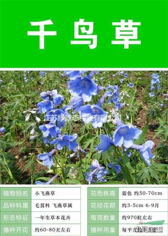 打造花海 農(nóng)家樂 旅游觀光 四季花海必備精品 千鳥草