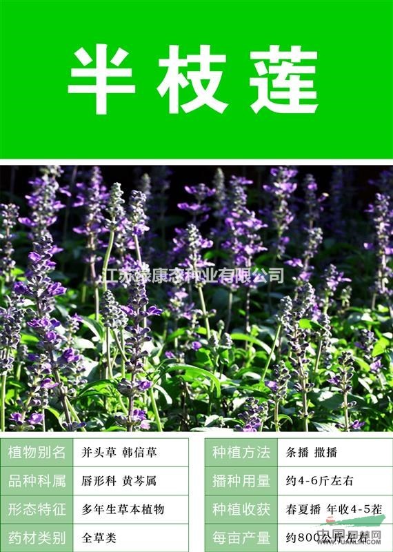 打造花海 農家樂 旅游觀光 四季花海 必備精品 半枝蓮