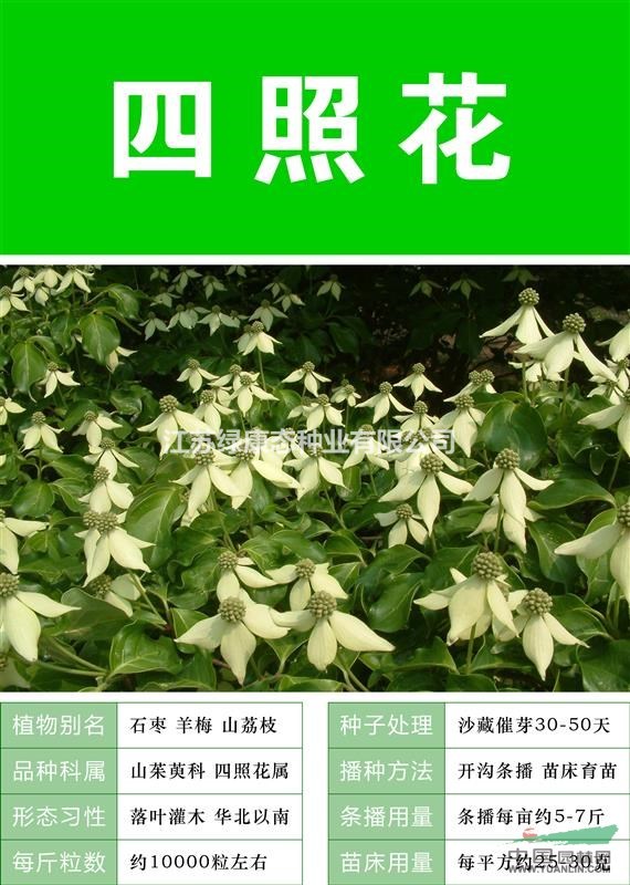 打造花海 農(nóng)家樂 旅游觀光 四季花海必備精品 四照花