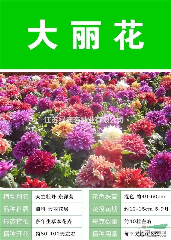 打造花海 農(nóng)家樂(lè) 旅游觀光 四季花海必備精品 大麗花