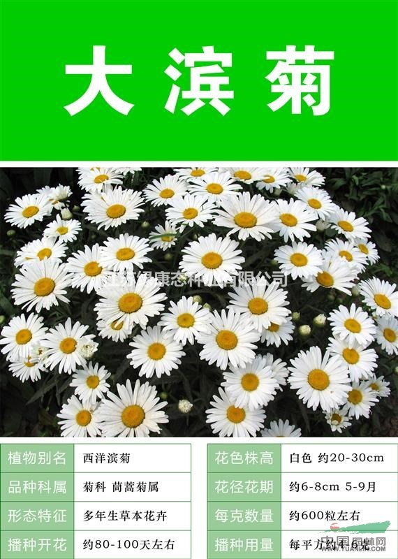 打造花海 農(nóng)家樂(lè) 旅游觀光 四季花海必備精品 大檳菊