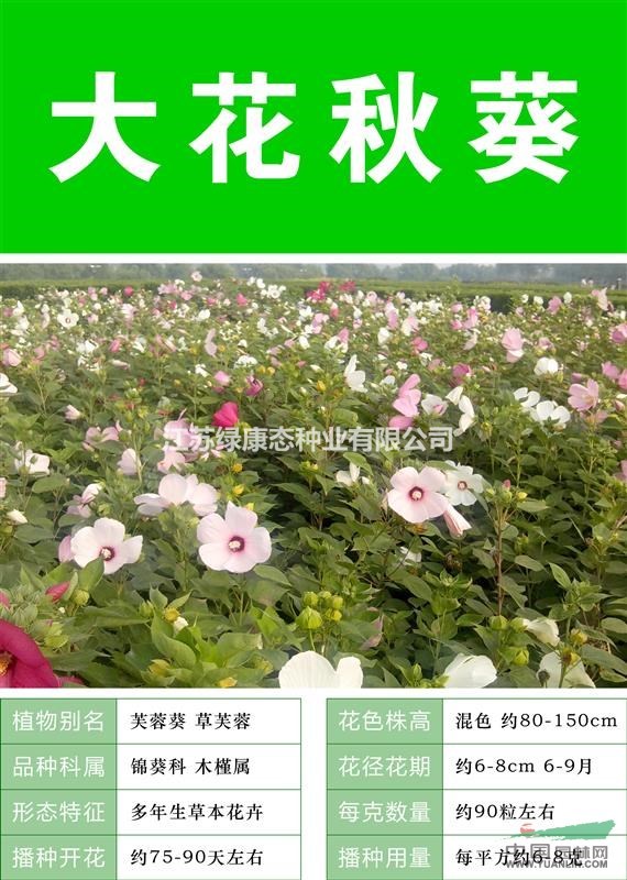 打造花海 農(nóng)家樂(lè) 旅游觀光 四季花海必備精品大花秋葵