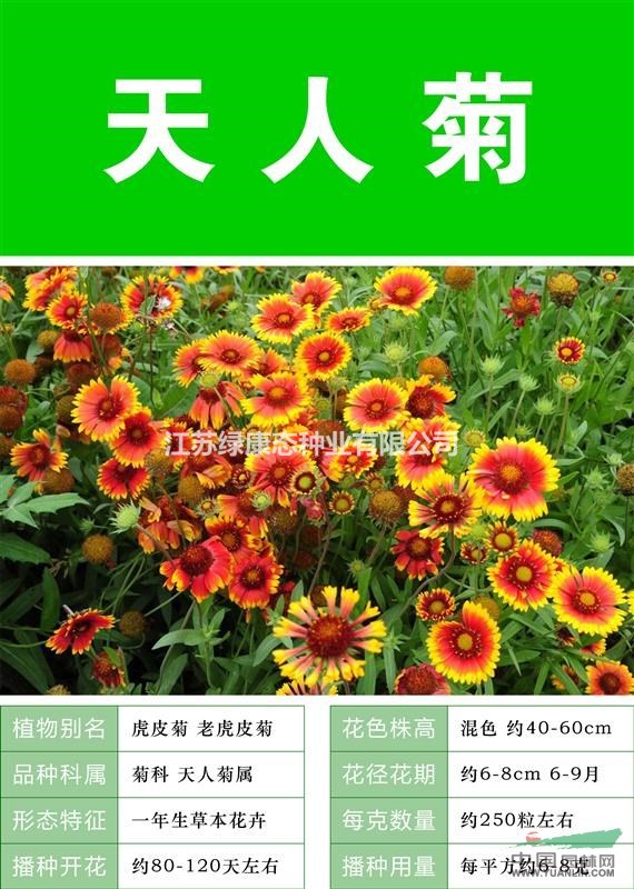 打造花海 農(nóng)家樂(lè) 旅游觀光 四季花海必備精品 天人菊