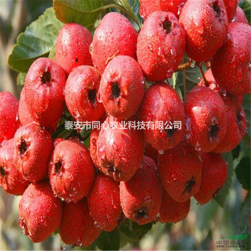 大五棱山楂苗批發(fā)價(jià)格
