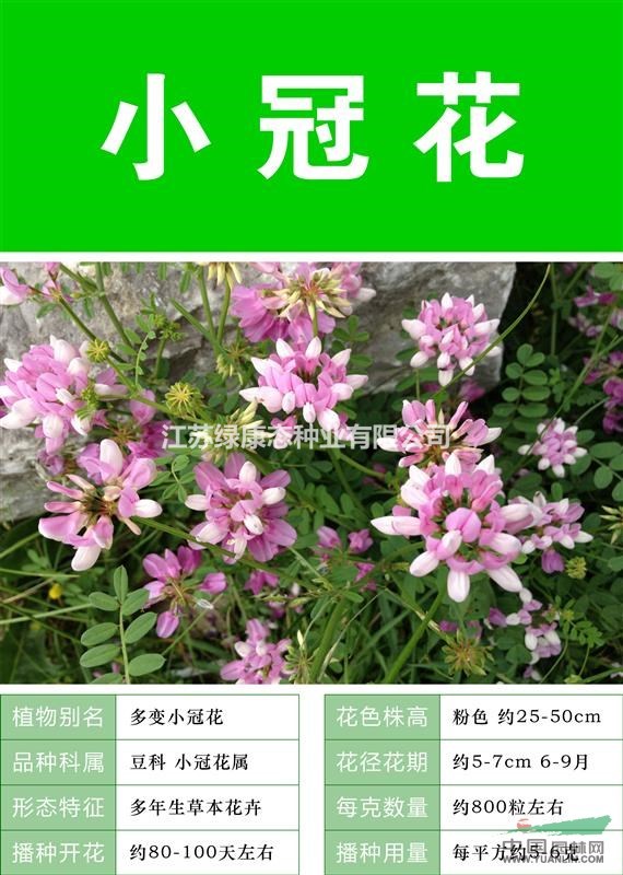 打造花海 農(nóng)家樂(lè) 旅游觀光 四季花海必備精品 小冠花