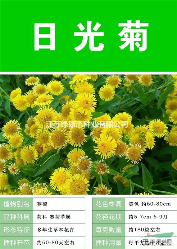 打造花海 農(nóng)家樂 旅游觀光 四季花海必備精品 日光菊