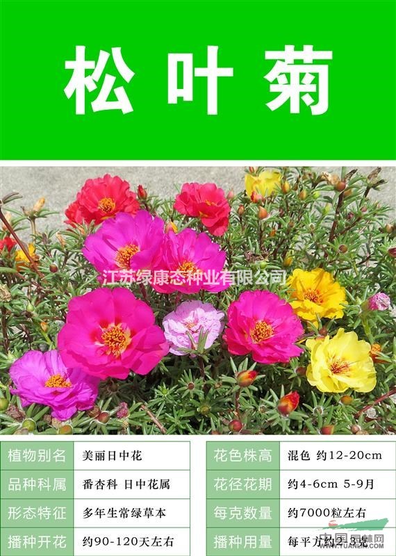 打造花海 農(nóng)家樂 旅游觀光 四季花海必備精品 松葉菊