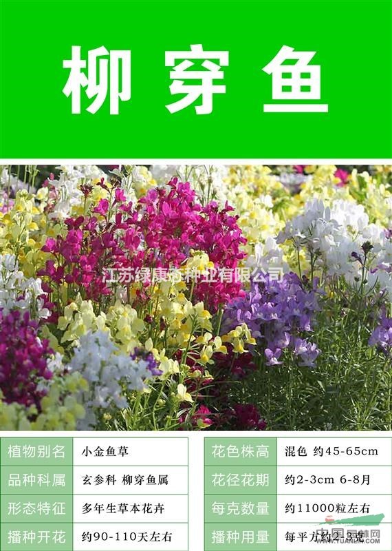 打造花海 農(nóng)家樂 旅游觀光 四季花海必備精品 柳穿魚