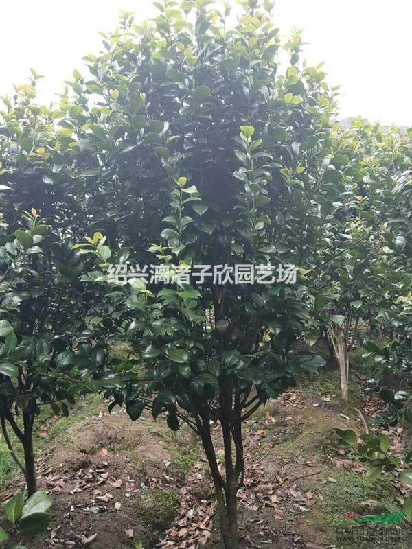 精品茶花 冠副1.5米