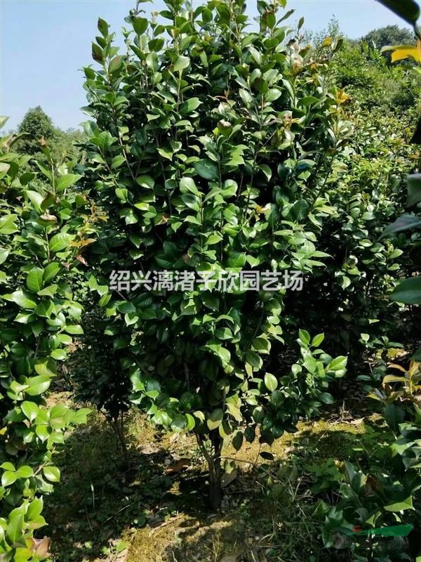 精品茶花 冠副1.5米