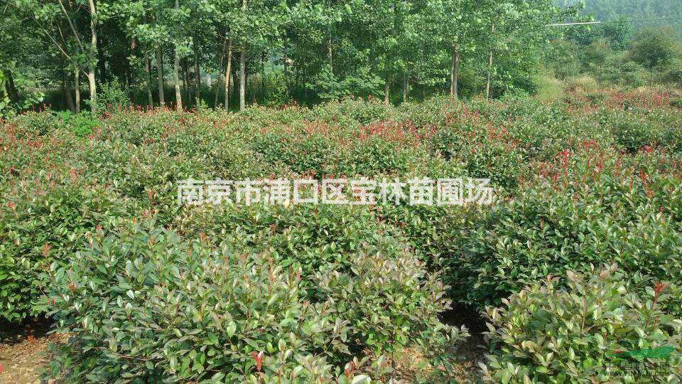 長期大量供應(yīng)50至250紅葉石楠球