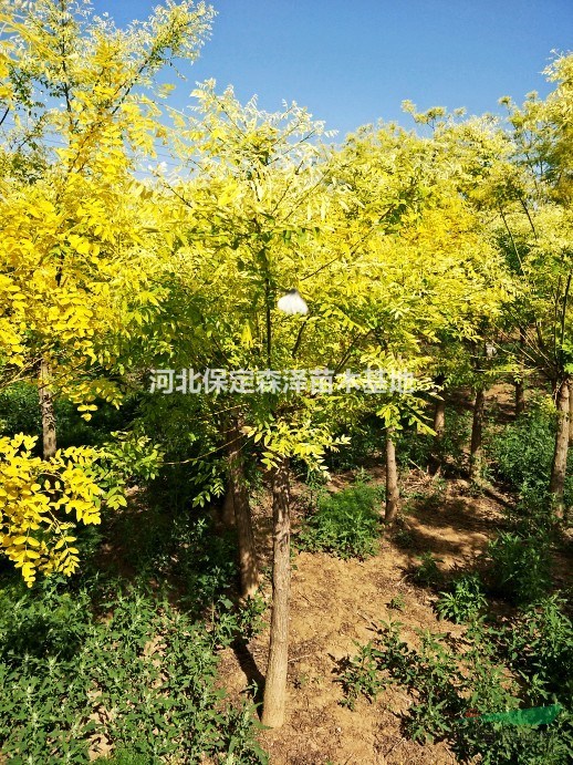 河北金葉國(guó)槐 