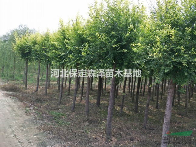 河北金葉榆 河北金葉榆 