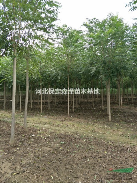 河北臭椿樹 